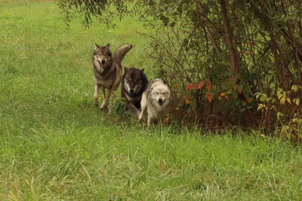 有趣的狼跑图片下载