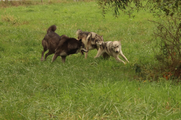 运行包图片下载