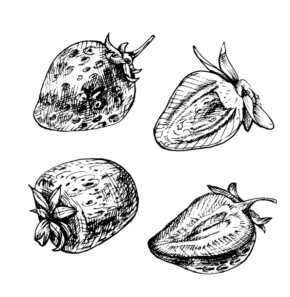 整颗草莓切成薄片。老式孵化向量孤立在白色上图片下载