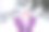 快乐的女孩扔雪。孩子在冬天和初雪时感到高兴。图片下载