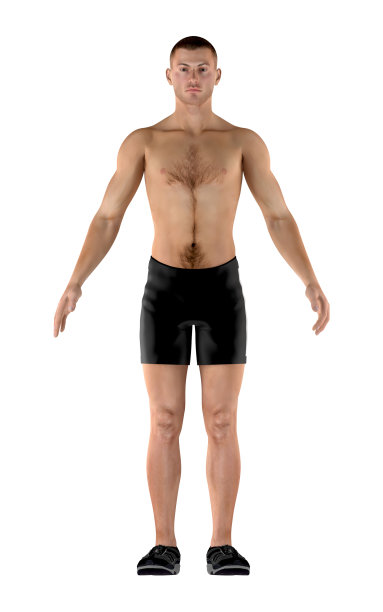 人体解剖的一个瘦型体的3D插图图片下载