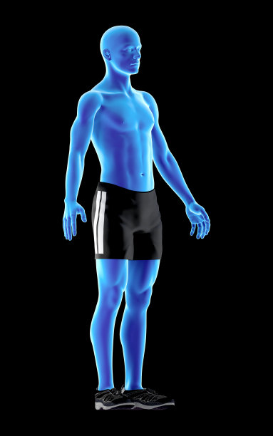 人体解剖的一个瘦型体的3D插图图片下载