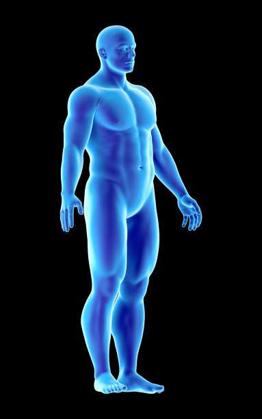 人体解剖的3D插图，一个人的内部形态的身体图片下载