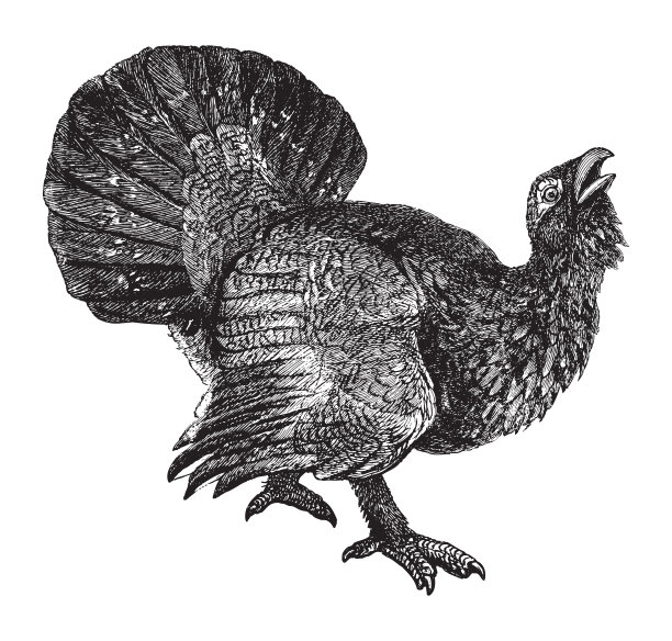 西部刺蛇(四尾蛇)-复古插图图片下载