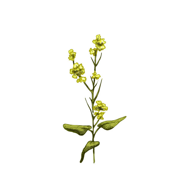 具有叶和花的十字花科植物。古董向量孵化图片下载