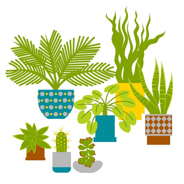 观赏室内植物在花盆孤立在白色背景。家庭和办公室室内装饰，园艺和爱好概念。图片下载