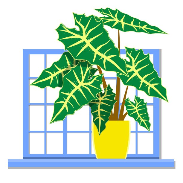 在窗户上种一株室内植物。孤立的白色背景。窗台上有一株黄色的花盆，里面种着一株鲜艳的植物。图片下载