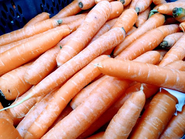 胡萝卜图片下载