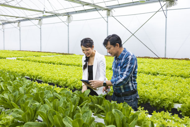 亚洲当地农民在温室里种植自己的绿色橡树沙拉生菜，并与他年轻的商业伙伴一起销售当地有机农产品的概念图片下载