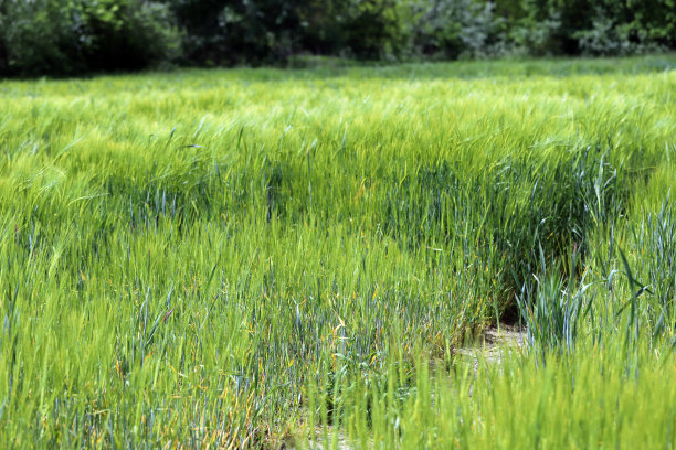 大麦黄矮病(BYD)是由大麦黄矮病毒(BYDV)引起的一种植物病害，是谷物中分布最广的病毒性病害。症状:春季植物生长缓慢。图片下载