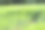 大麦黄矮病(BYD)是由大麦黄矮病毒(BYDV)引起的一种植物病害，是谷物中分布最广的病毒性病害。症状:春季植物生长缓慢。图片下载