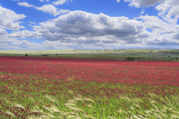 春天:意大利阿普利亚的紫色花朵。Alta Murgia国家公园是一个石灰岩高原，有广阔的田野和岩石露头，草地以绵羊为特色。图片下载