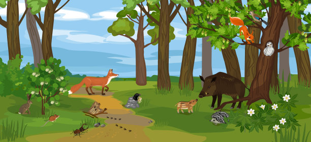 在它们的自然栖息地有不同的动物(哺乳动物、鸟类、昆虫)和植物的小树林生活区。生态系统的森林图片下载