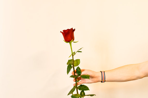 捧红玫瑰的男人图片下载