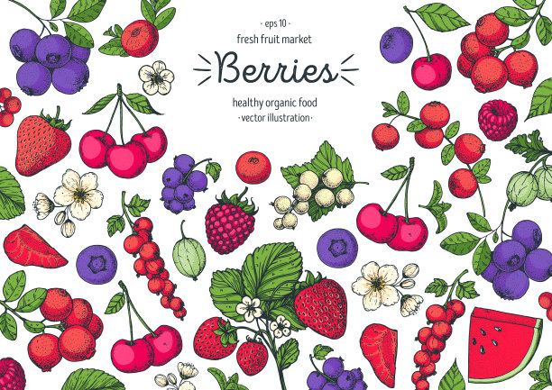 浆果画收藏。手绘贝瑞。矢量插图。食品设计模板与浆果。蓝莓，草莓，樱桃，醋栗，蔓越莓，醋栗，覆盆子，西瓜。图片下载