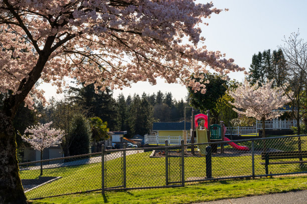 春季樱花盛开的住宅区公园操场。图片下载