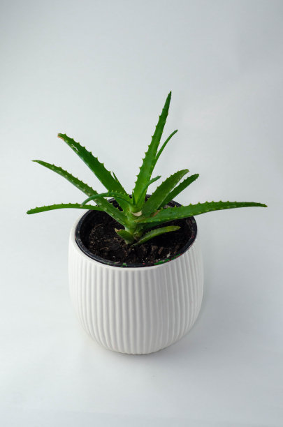 盆栽芦荟植物孤立在白色背景图片下载