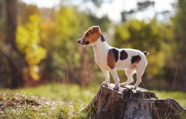 小杰克罗素梗犬站在树桩上看向一边，阳光照耀着她，模糊的森林树木的背景图片下载