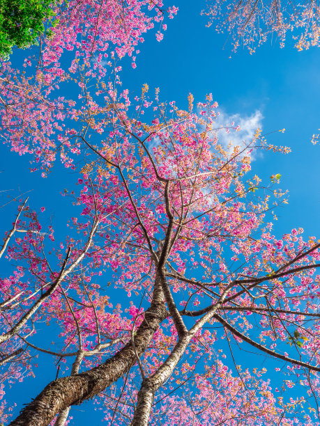 低角度拍摄的野生喜马拉雅樱桃或樱花与蓝色的天空。40、树干上，树枝上，粉红色绽开的花朵，还有一片蔚蓝的天空。图片下载