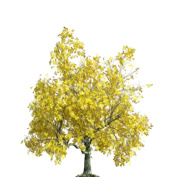 秋天的树3d插图孤立在白色的背景图片下载