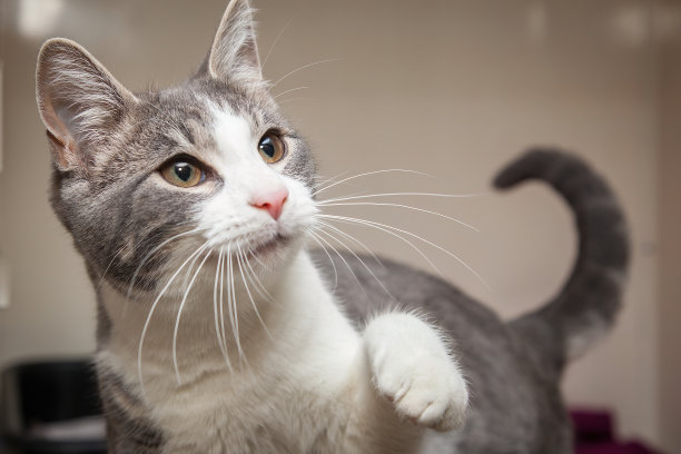 一只漂亮的猫直直地看着镜头，想知道你到底在做什么!图片下载