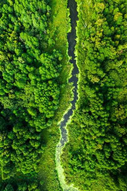 令人惊叹的河流和夏天的绿藻。图片下载