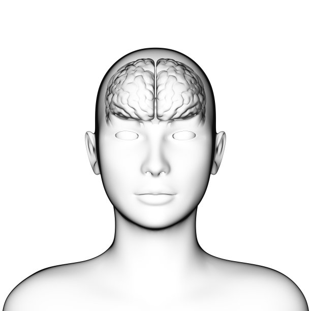人类大脑，解剖学，医学3d图片下载