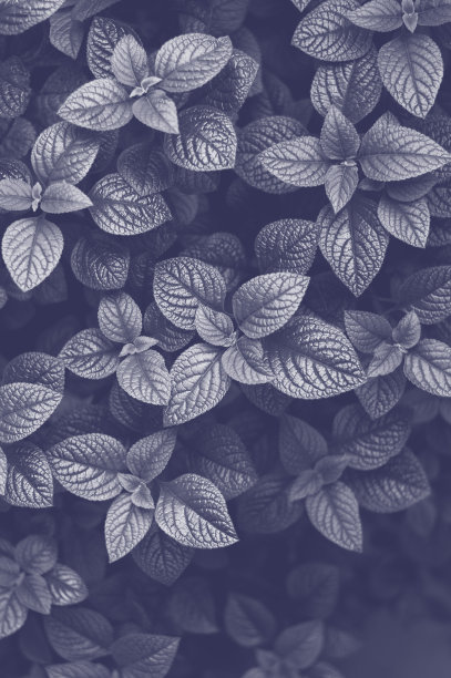 从上面马刺花叶子。黑暗的植物背景图片下载