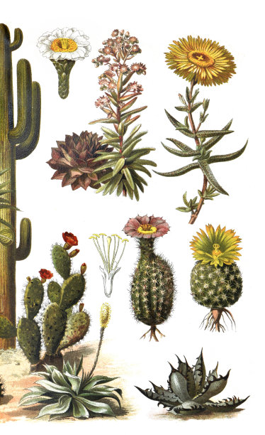 沙漠花园中的多肉植物：角柱昙花、姬红小松、太平丸、豹皮花、金丝猴尾和芦荟，复古手绘插画图片下载