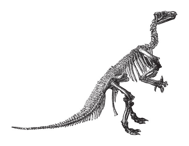 恐龙骨骼-禽龙/复古插图图片下载