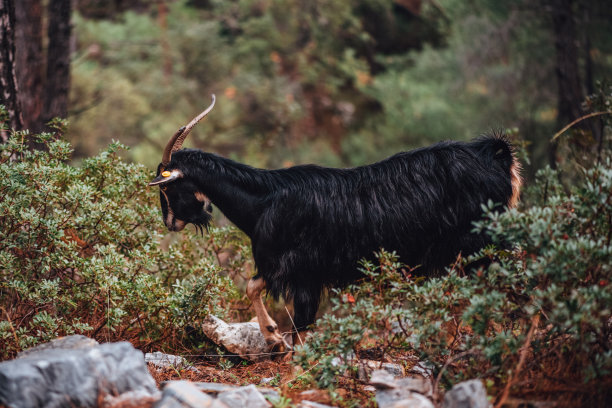 森林里的山羊图片下载