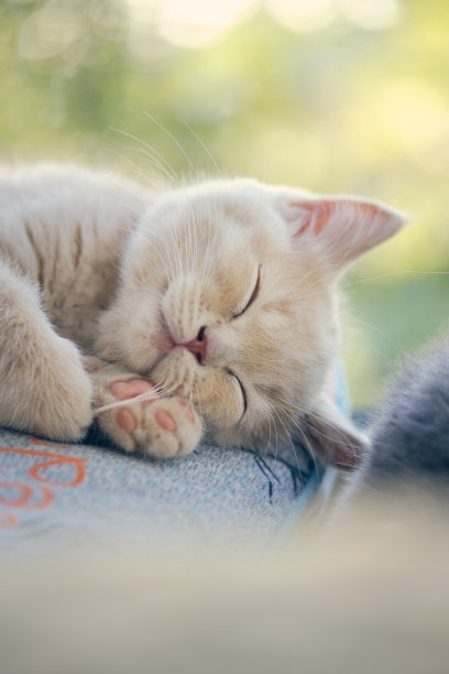 快乐的英国短毛猫在阳光下打盹图片下载