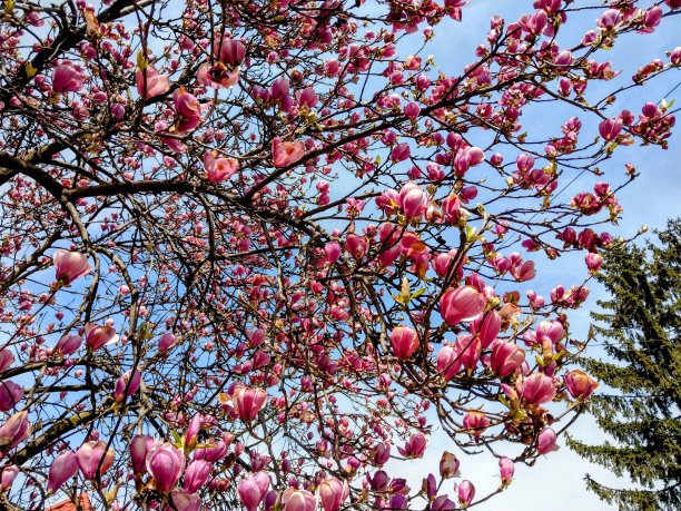 木兰花花图片下载