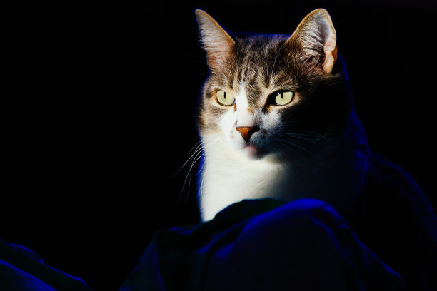 在黑暗的背景上的家猫的肖像。宠物表情丰富。猫的照片与空间复制图片下载