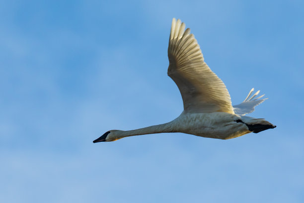 在斯卡吉特山谷的冬季之光中，一只飞来的号手天鹅在飞行图片下载