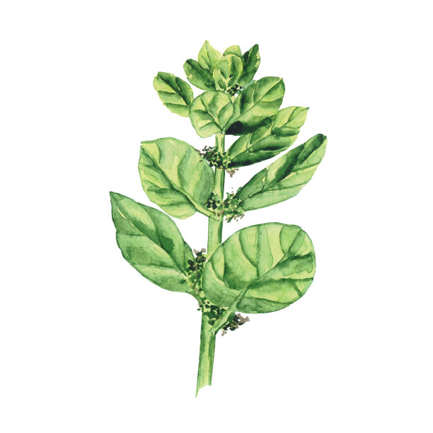 水彩菠菜与花孤立在白色背景上。草木手绘插图。新鲜的绿叶做沙拉。健康食品。图片下载