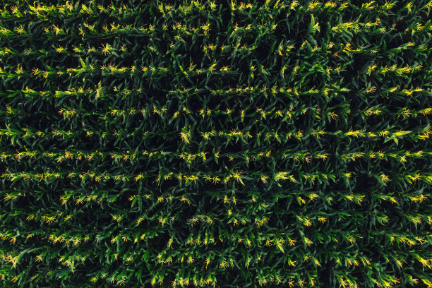 绿色玉米田鸟瞰图图片下载