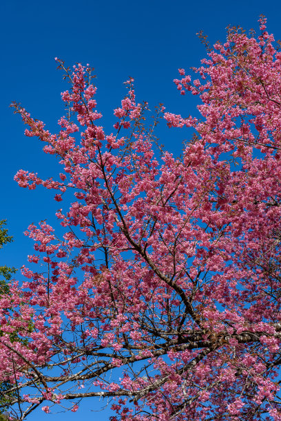 泰国北部的樱花盛开，在泰国清迈省的泰国兰花苗圃里，野生的喜马拉雅泰国樱花盛开，这是泰国观赏樱花的绝佳地方图片下载