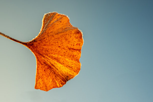 秋天银杏叶黄了。被白霜覆盖的银杏叶。图片下载