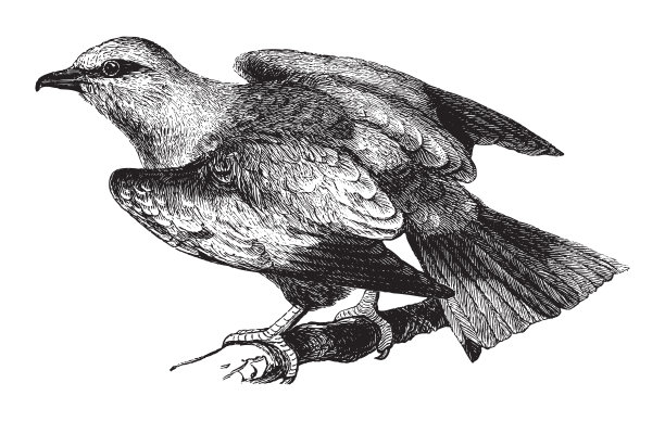 欧洲滚筒-复古插图图片下载