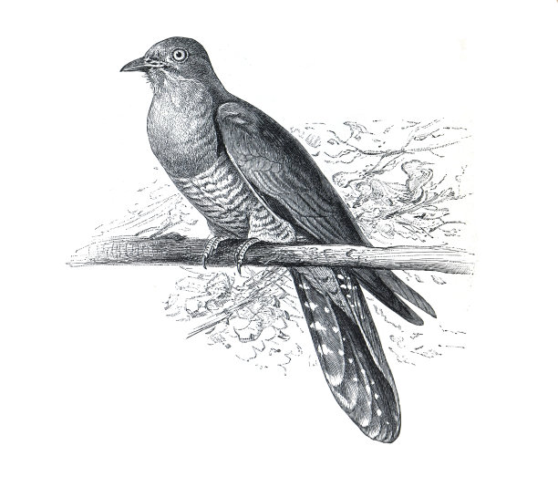 普通杜鹃(cuculus canorus)老式手绘鸟类插画。图片下载