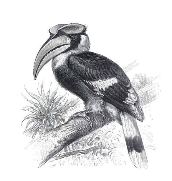 大犀鸟(Buceros bicornis)，也被称为凹壳犀鸟，大印度犀鸟或大花衣犀鸟。老式手绘鸟插图。图片下载