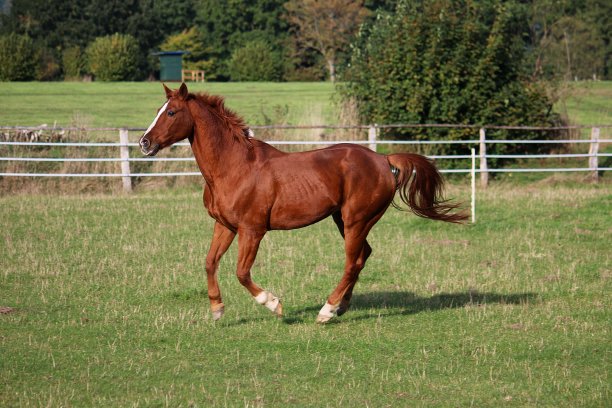 一匹漂亮的棕色马正在围场上奔跑图片下载