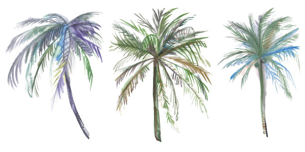 椰子树的一套插图画在水彩孤立在白色背景上图片下载