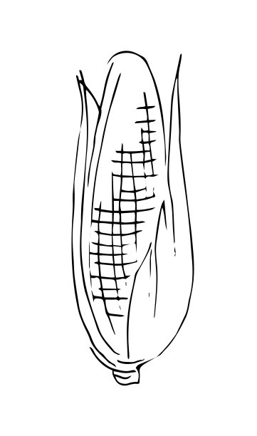 玉米成熟的蔬菜。食用蔬菜水果。手绘轮廓。草图孤立在白色背景上。向量图片下载