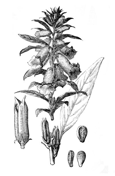 来自Brockhaus konversations - lexkon的Sesam Sesamum indicum /雕刻古董插画图片下载