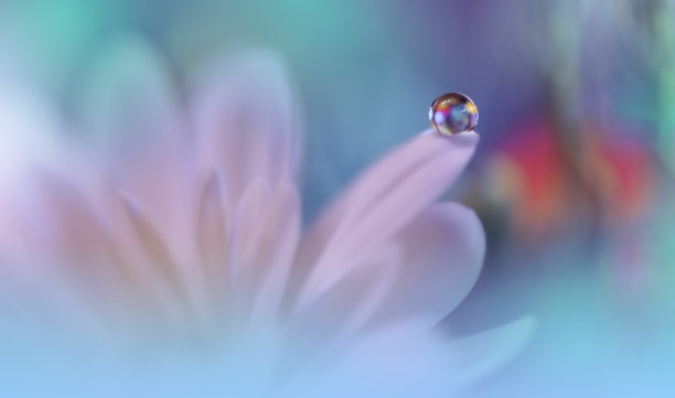 美丽宁静的自然背景。神奇的春天花朵的微距镜头。艺术设计。近距离摄影。概念抽象的照片。幻想的艺术。创意艺术墙纸。蓝色的颜色。非洲菊Daisy.Colorful、颜色、植物。水drop.Romantic,爱。图片下载