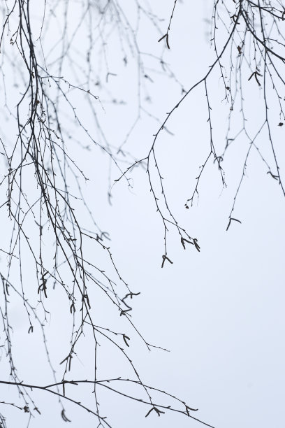 树杈映着天空，映出树枝的剪影图片下载