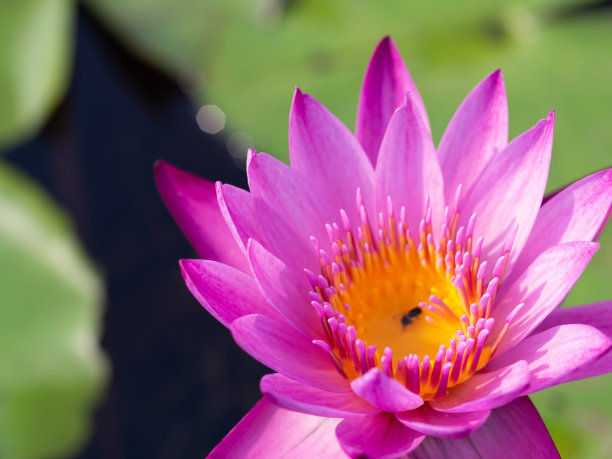 荷花和荷叶在水盆里图片下载