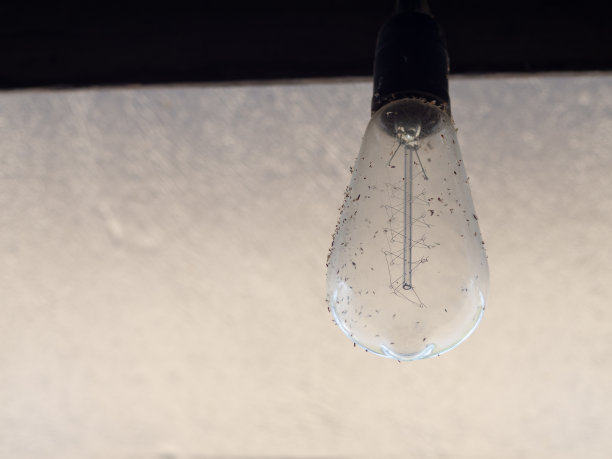 老式球茎和死昆虫图片下载